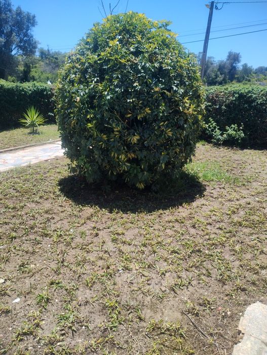 Remodelação e Terraplanagem