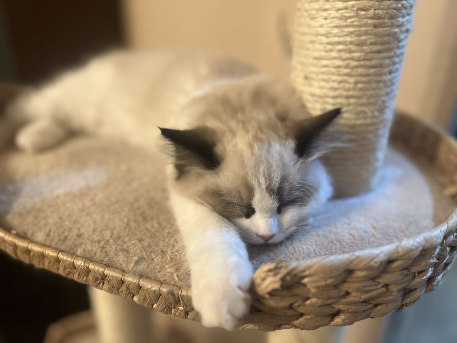 Ragdoll juz do odbioru