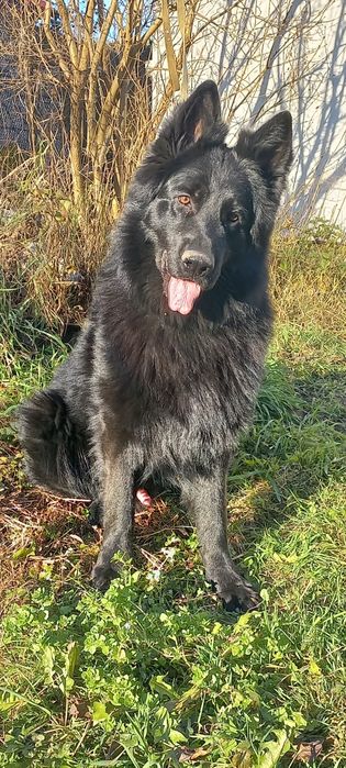 Німецька вівчарка