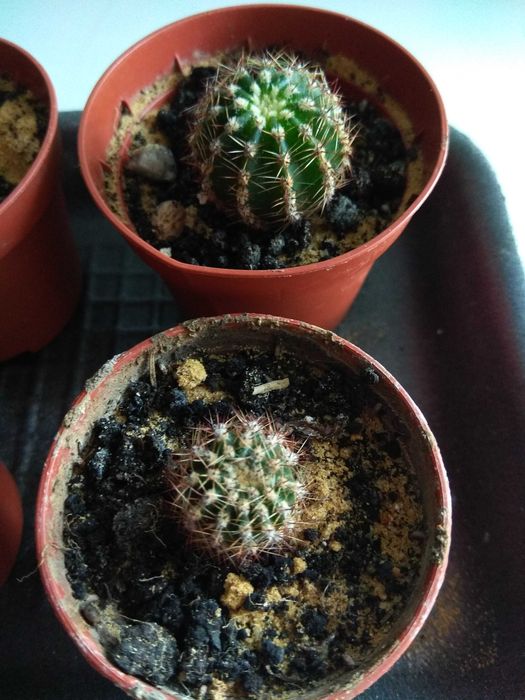 Кактус ехінопсис.