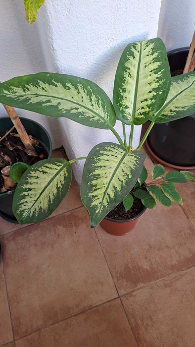 Dieffenbachia e lirio da paz
