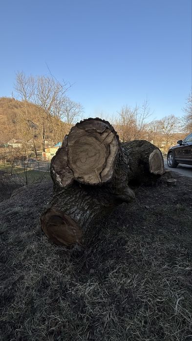 Масив грецького горіха (кругляк)