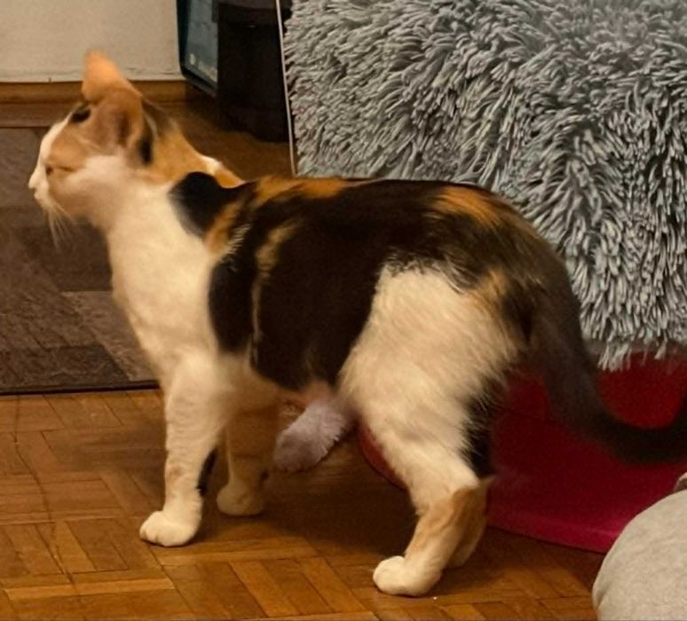 Piękna tricolorka do adopcji