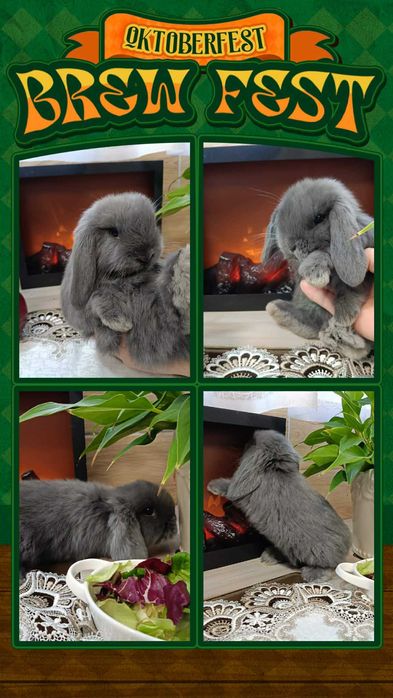 Mini Lopy baranki królik karzełek .Hodowla zarejestrowana KZHK