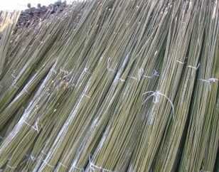 Sprzedam Faszynę wierzbową