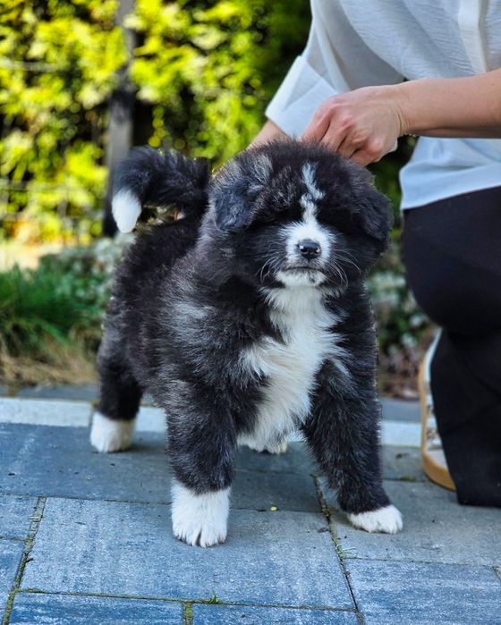 Akita Inu (japońska) pręgowana suczka długowłosa, ZKwP / FCI & AKIHO