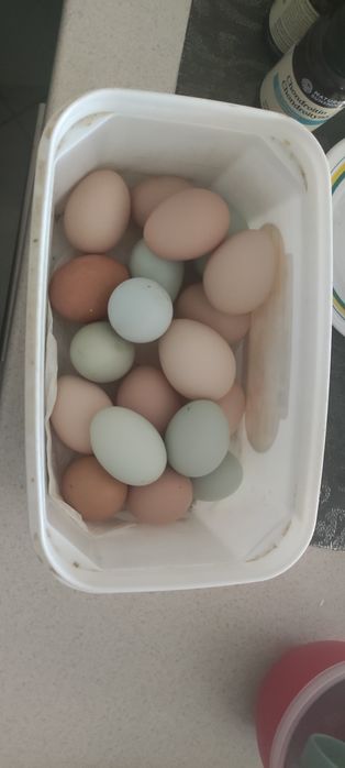 Sprzedam świeże jajka.