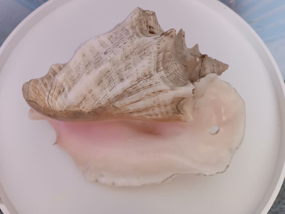 Раковина Королевский стромбус, Куба