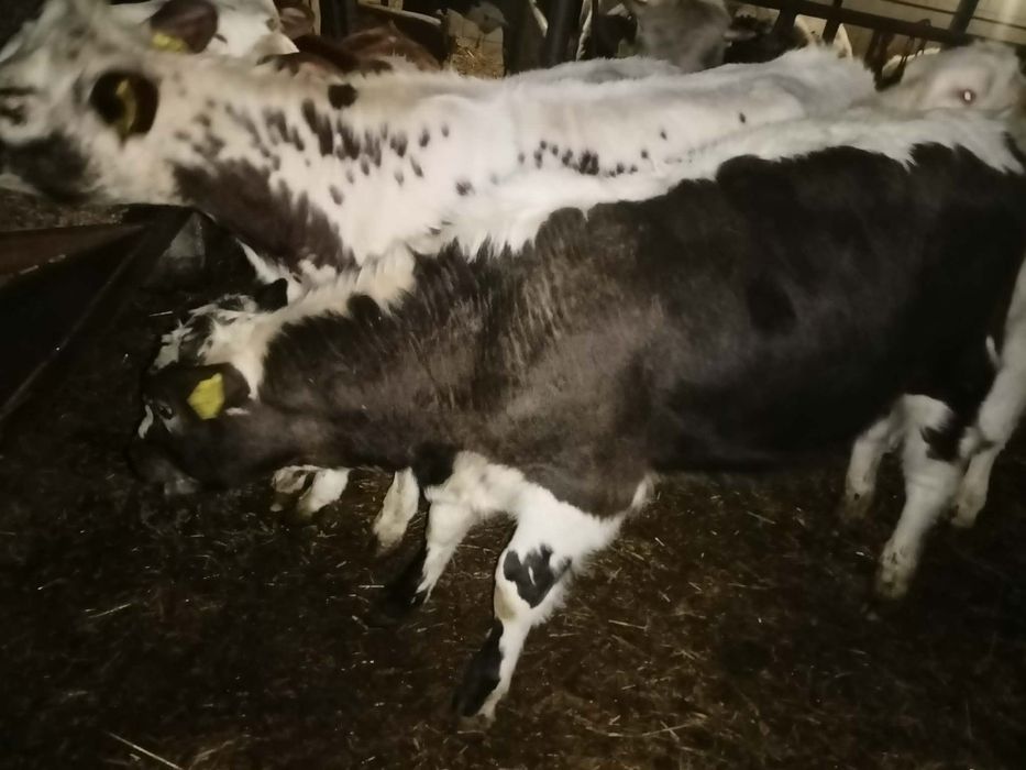 Cielaki odsadki do dopłat 160-200kg