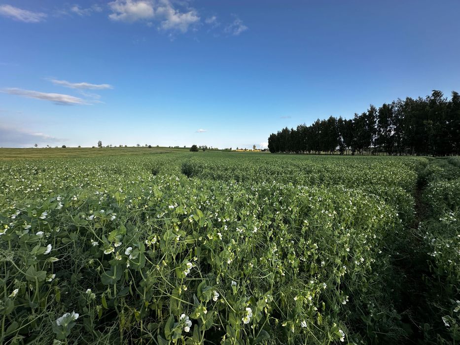 Groch nasiona Batuta