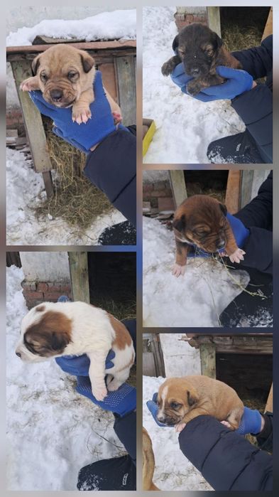 Віддам безкоштовно цуценят (дівчатка)