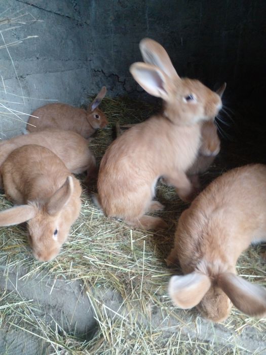 Продам Кроликів Бургунців