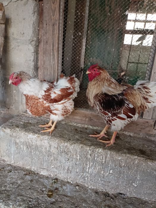 Wyandotte wyandotta kury koguty