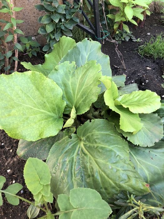 бадан крупнолистный