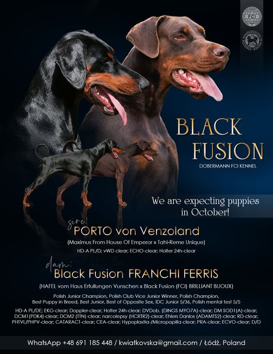 Doberman suczka, wysokiej klasy - Black Fusion FCI