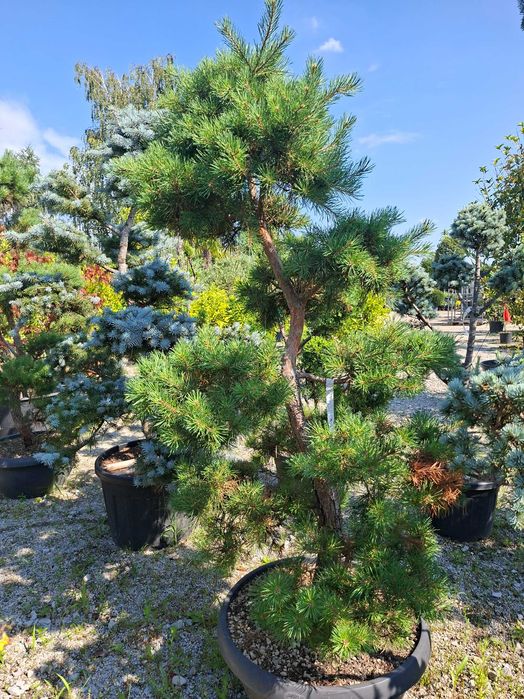 Bonsai m.in. z sosny 'Watereri', DUŻE OKAZY