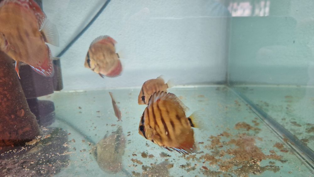 Pack 8 discus juvenis