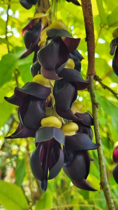 Mucuna sempervirens - Trepadeira "Velvet Bean" - Planta envasada