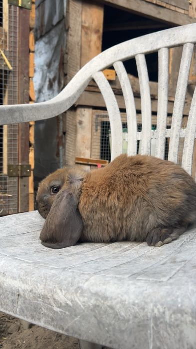 Wymienie za barany francuskie niebieskie