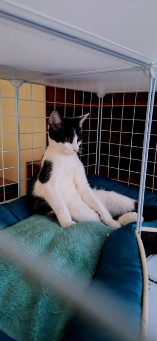 Dwie piękne, młode kotki szukają domu