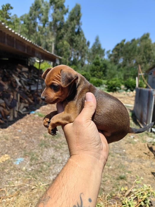 Pincher Mini menina