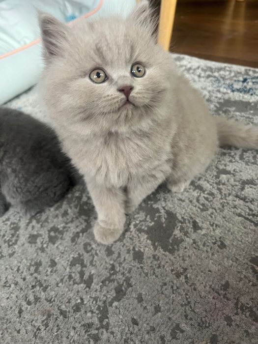 Kotki brytyjskie z rodowodem Liliowe i niebieskie