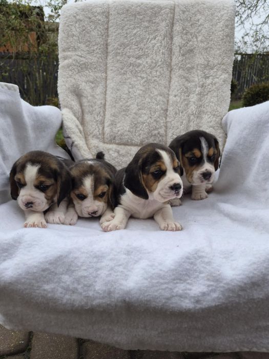Szczeniak Beagle Z Rodowodem