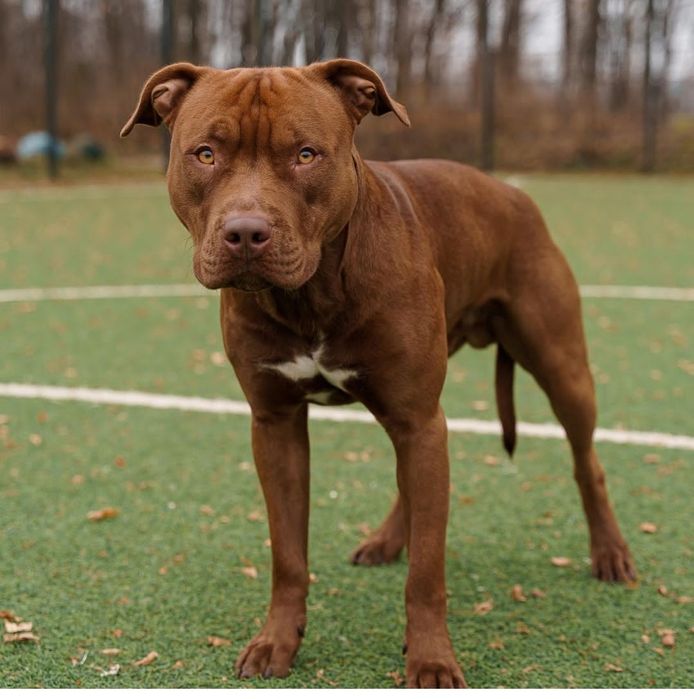 В'язка. Американський пітбультер'єр.