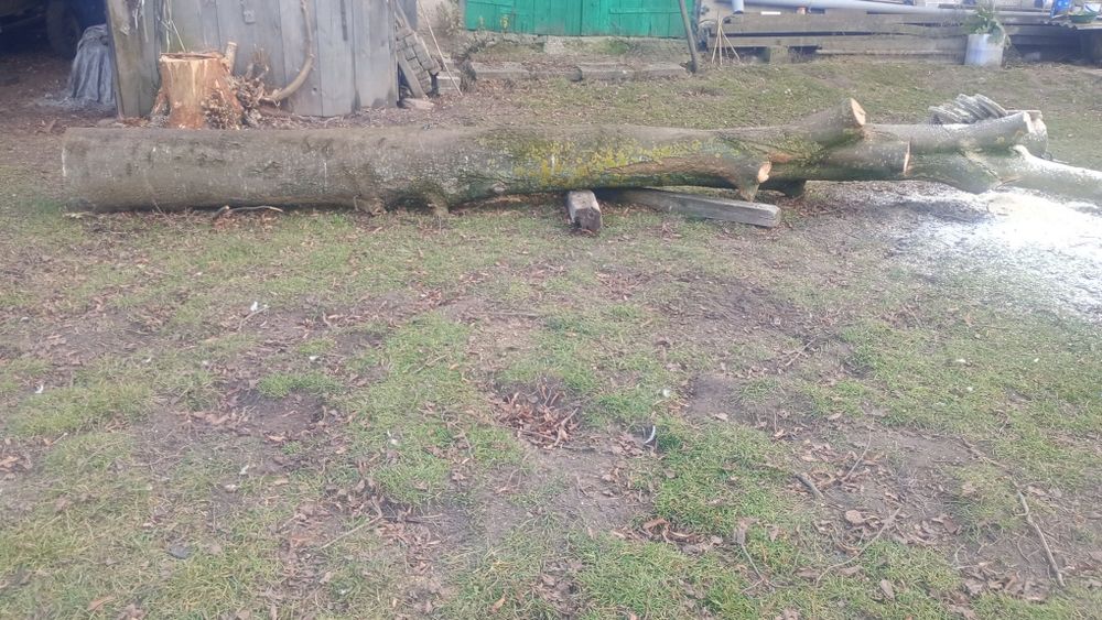 Dłużyca  , drzewo lipa