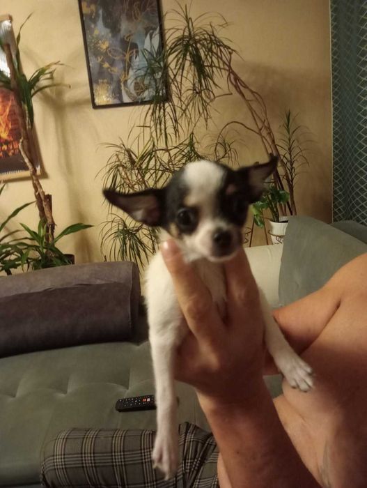 Chihuahua sunia tri color mini