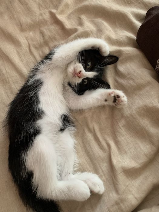 Віддам кошеня ~3 місяці