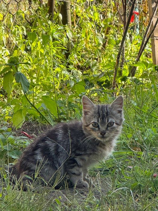 Кошеня безкоштовно