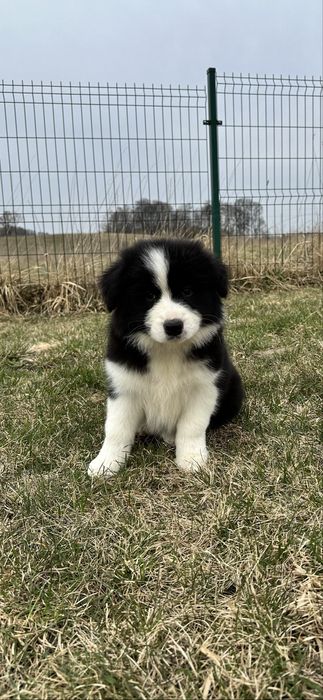 Border collie suczka ZKwP, FCI, gotowa na zmianę domu
