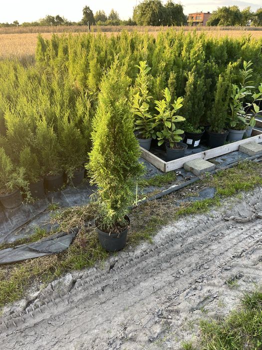 tuja szmaragd doniczka c3