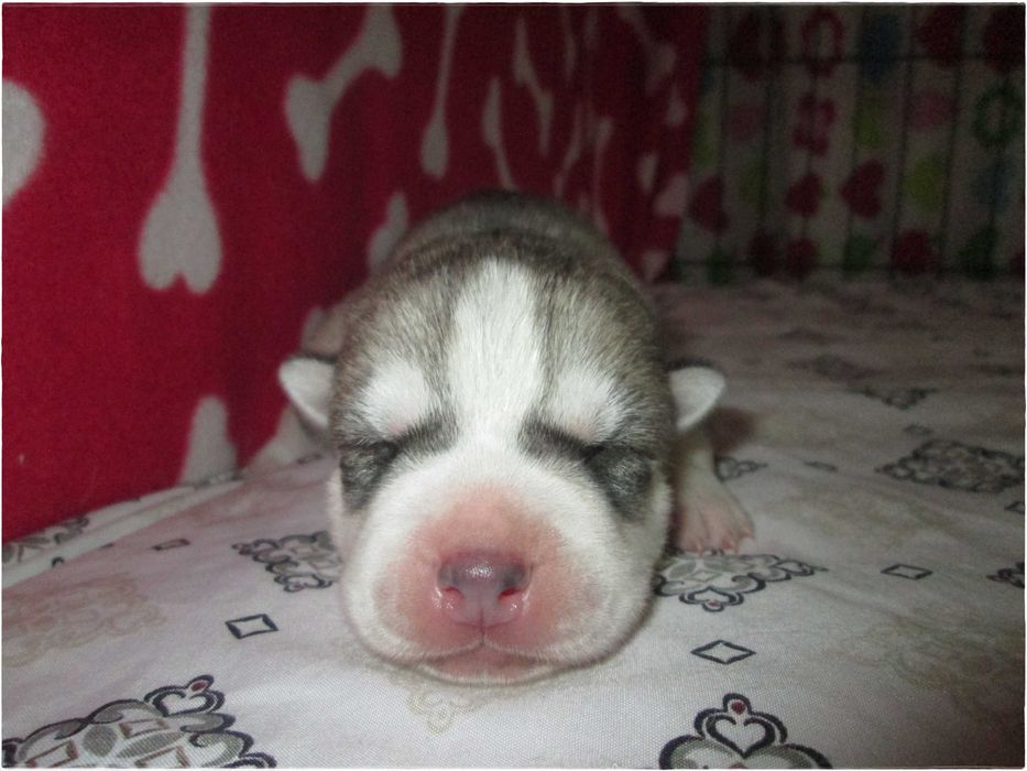 Macho Cinzento e Branco Husky Siberiano