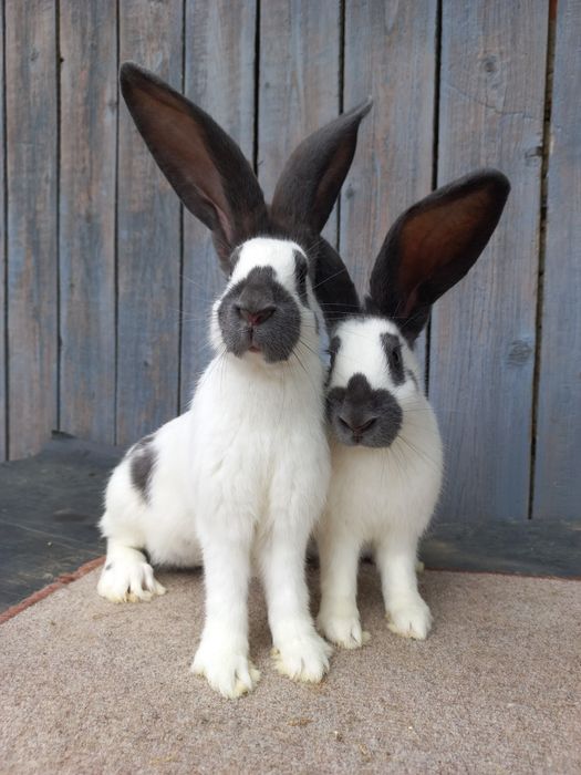 Німецький строкач