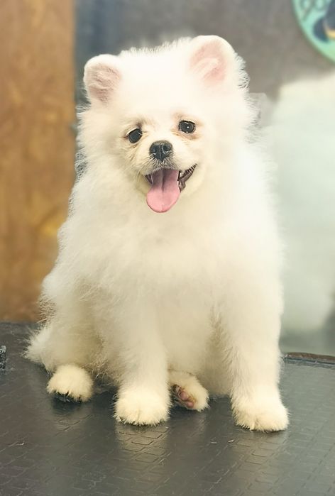 Хлопчик красунчик померанський шпіц