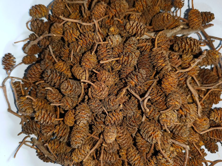 Szyszki olchy czarnej, suche