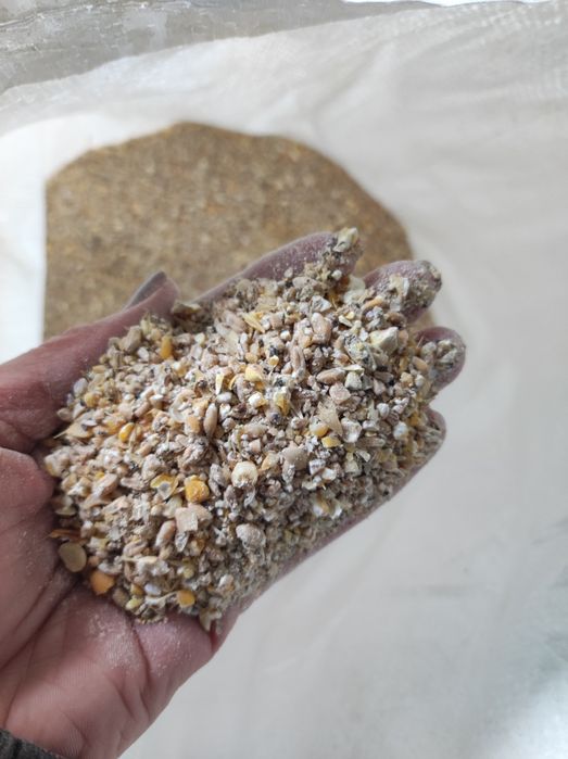 Pasza dla kur niosek