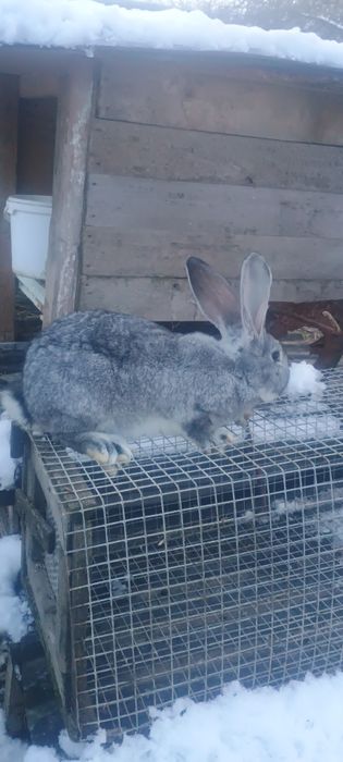 Продам   кролики