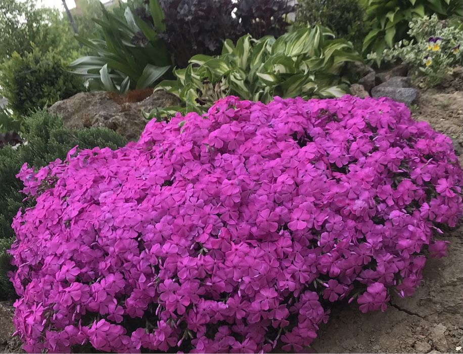 Флокс шиловидний