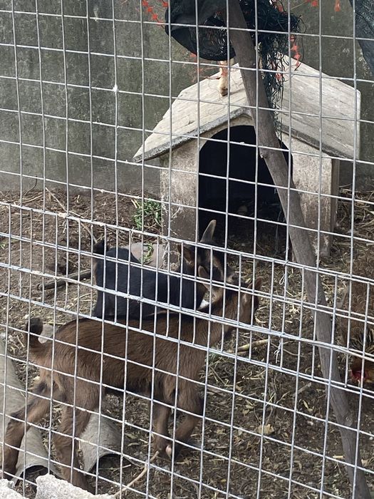 Cabras varias idades
