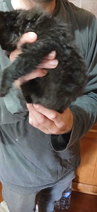Tenho uma gata bebe para dar