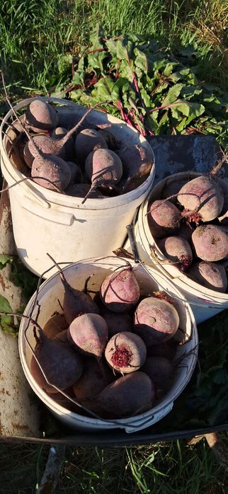 Buraczki Ćwikłowe odmiana Monty holenderska