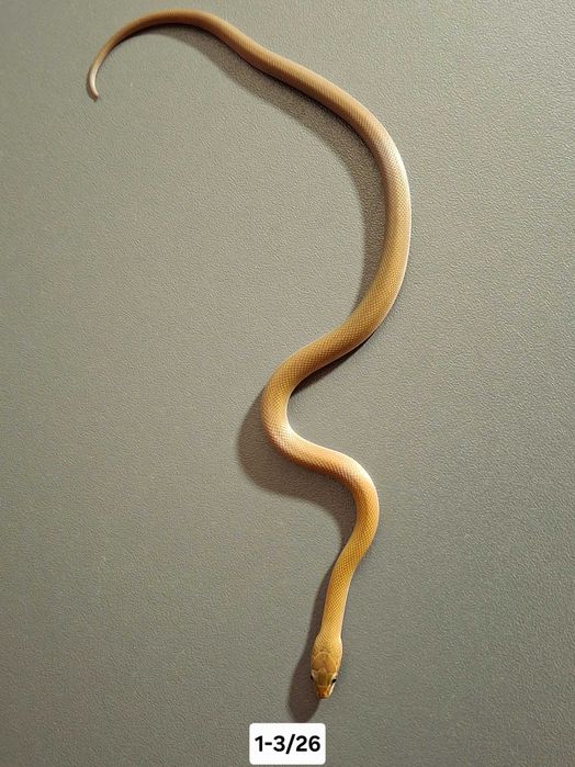 Wąż mahoniowy / wąż zbożowy ZAMBIAN GREEN, CLASSIC HET BUTTER