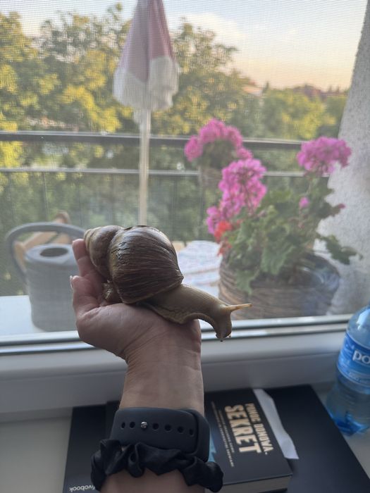 Oddam slimaki afrykanskie