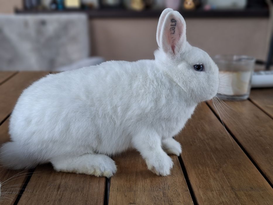 Hermelin Niebieskooki ,karzełek królik. Rodowód