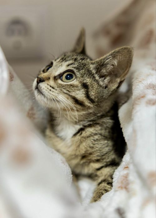 Gatinhos bebés para adoção responsável