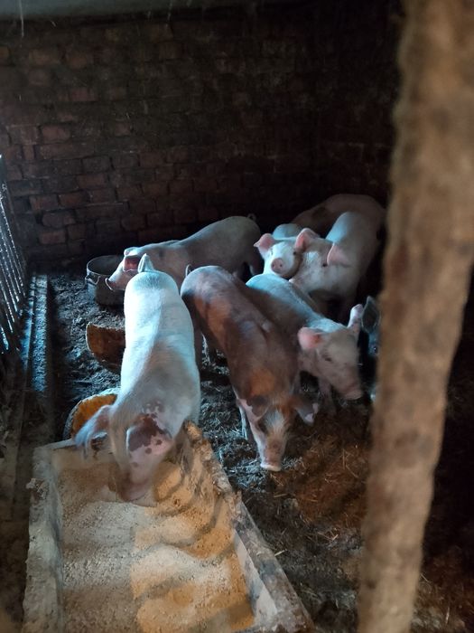 Свині на відгудівлю