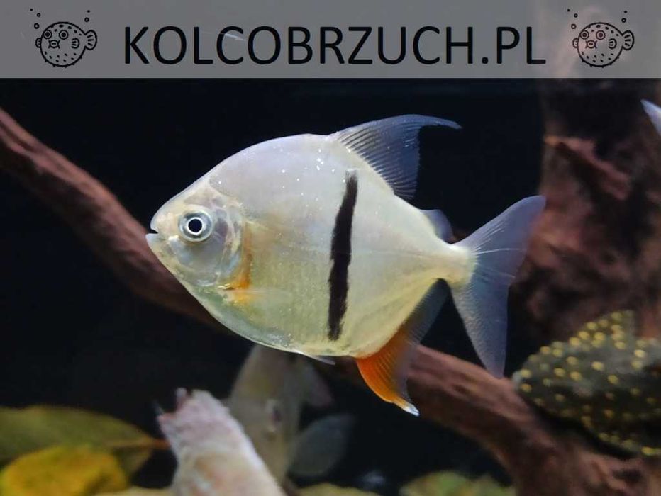 Pirania pasiasta - Myleus schomburgkii - XL - dowóz, wysyłka